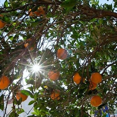 درة الايمان 3* المدينة المنورة